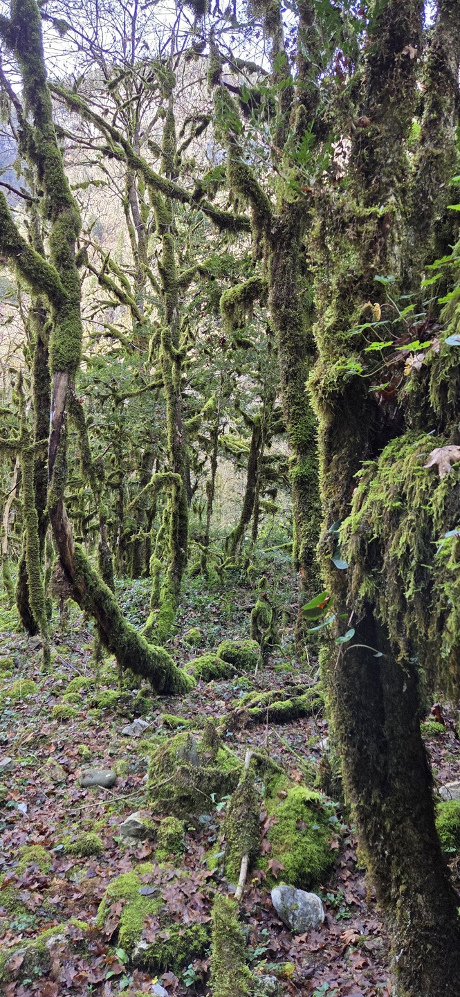 Добрый день! Ездили с гидом Славиком в Апсны - Страну Души. Повезло с погодой и с