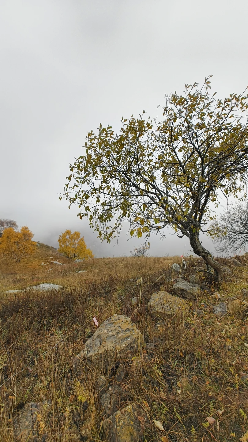 Поездка состоится в любую погоду. Нам не повезло, всю дорогу шел дождь. Вверху гор не было