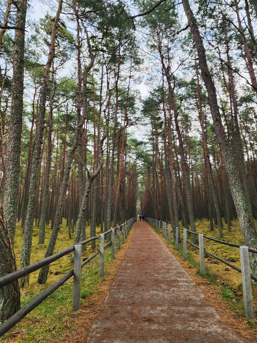 Авторское фотопутешествие по Куршской косе и Зеленоградску (Андрей)