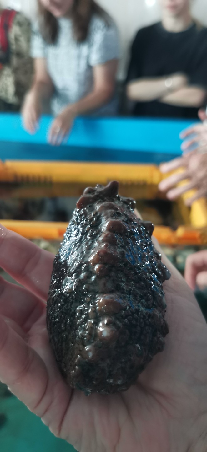 Морское приключение во Владивостоке: мыс Тобизина, котики и морепродукты (Нина)