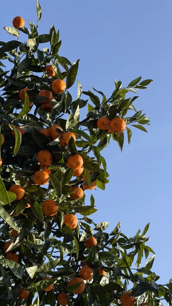 Необыкновенная Абхазия - в индивидуальном формате из Сочи (Гайворонская)