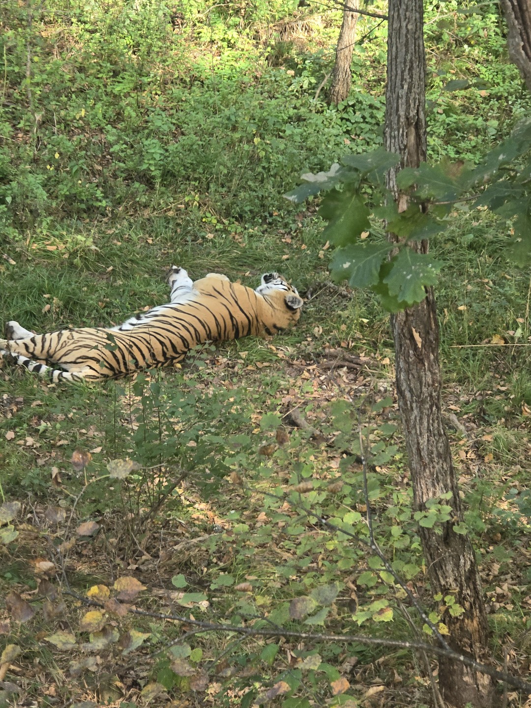 Гид/экскурсовод Анастасия