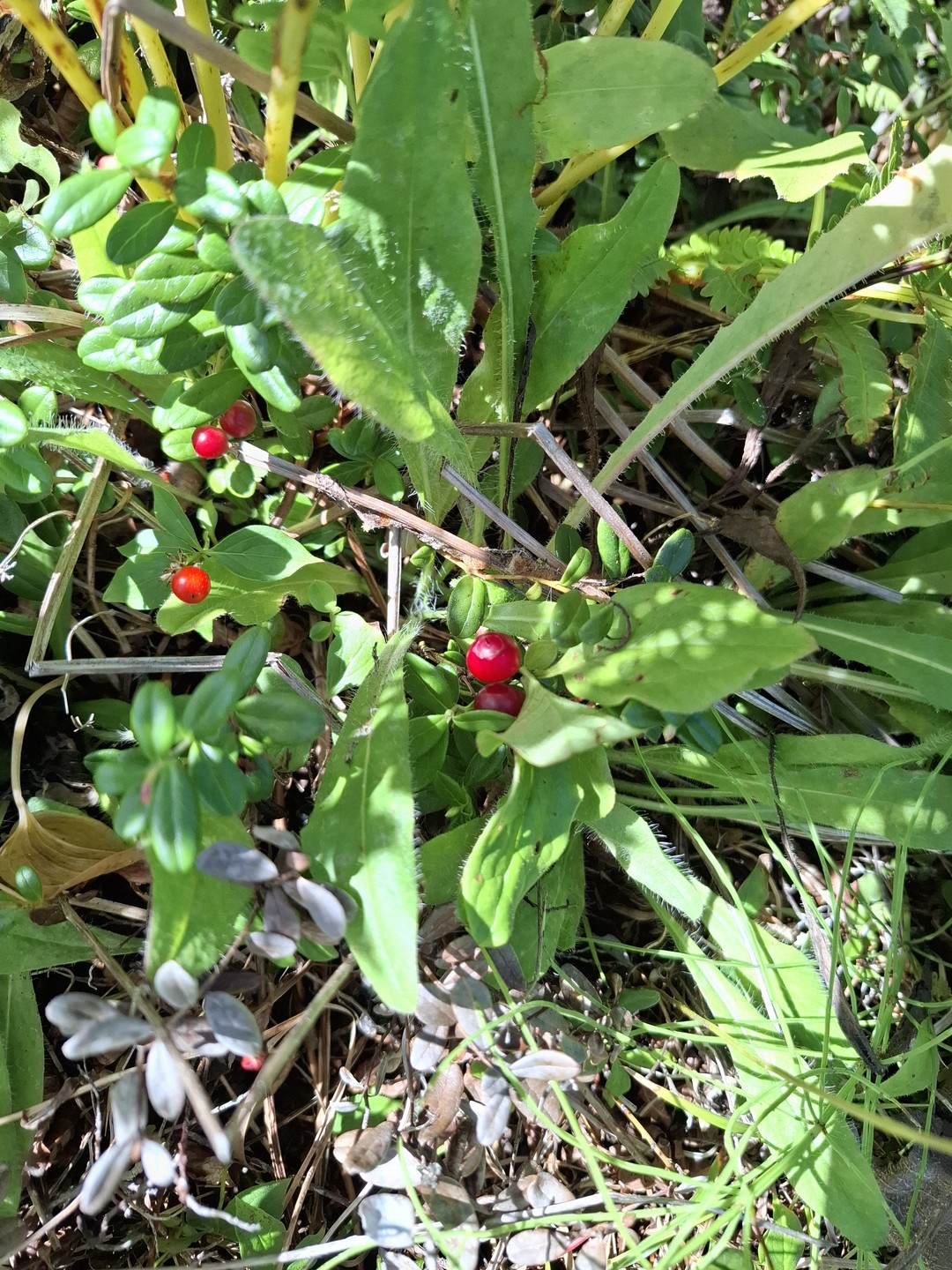 Прекрасно организована поездка на джипе фирмой "Дикий остров Сахалин". Гид и водитель Алексей отлично вёл путевую