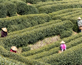 Лунцзин, Мэйцзяу, чайная дегустация