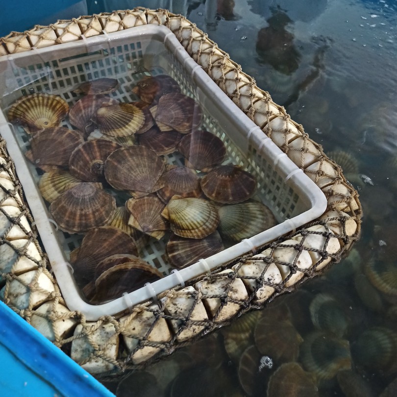 Морское приключение во Владивостоке: мыс Тобизина, котики и морепродукты (Елена)