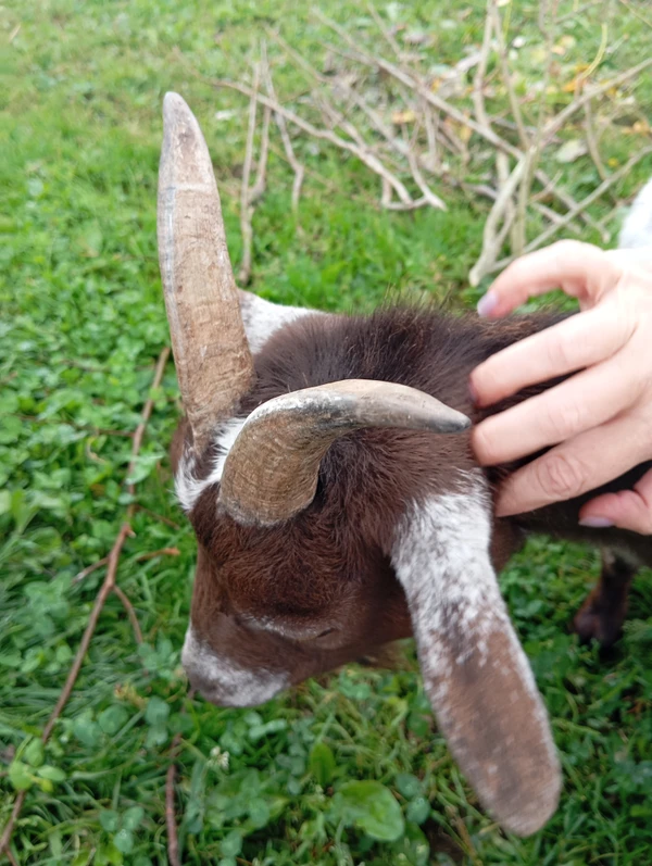 Экоферма Урала: общение с животными и отдых на природе
