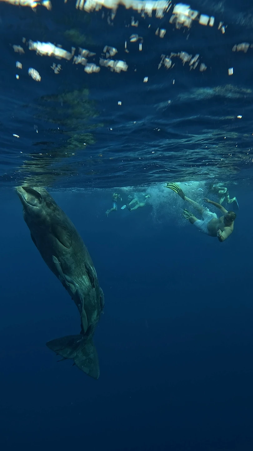 Заказывали индивидуальный тур на катере к китам. Все прошло замечательно! На рассвете собрались на берегу, затем