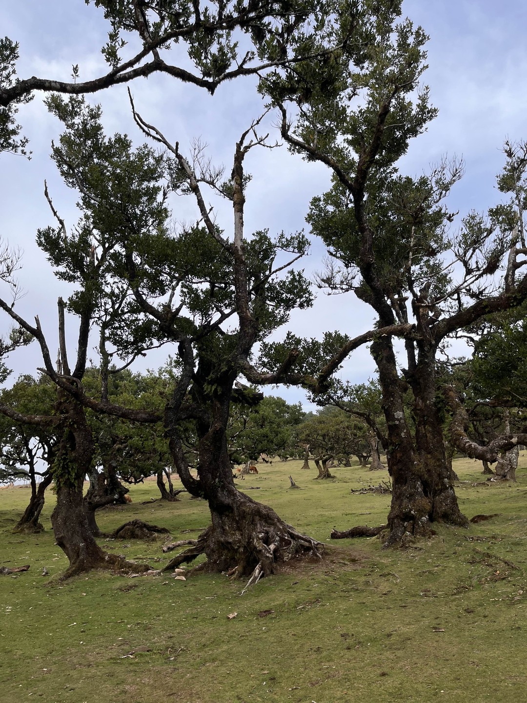 Мы увидели красивейшие пляжи, водопады, красоты Мадейры, старые дороги, купались в лавовых бассейнах, кушали вкусную еду.