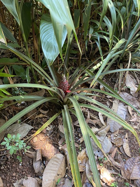 Все понравилось,на экскурсионные объекты приезжали первыми,гид Яна интересно рассказала об Индии. На плантации специй экскурсовод прекрасно
