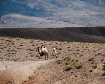 Алтайский Марс