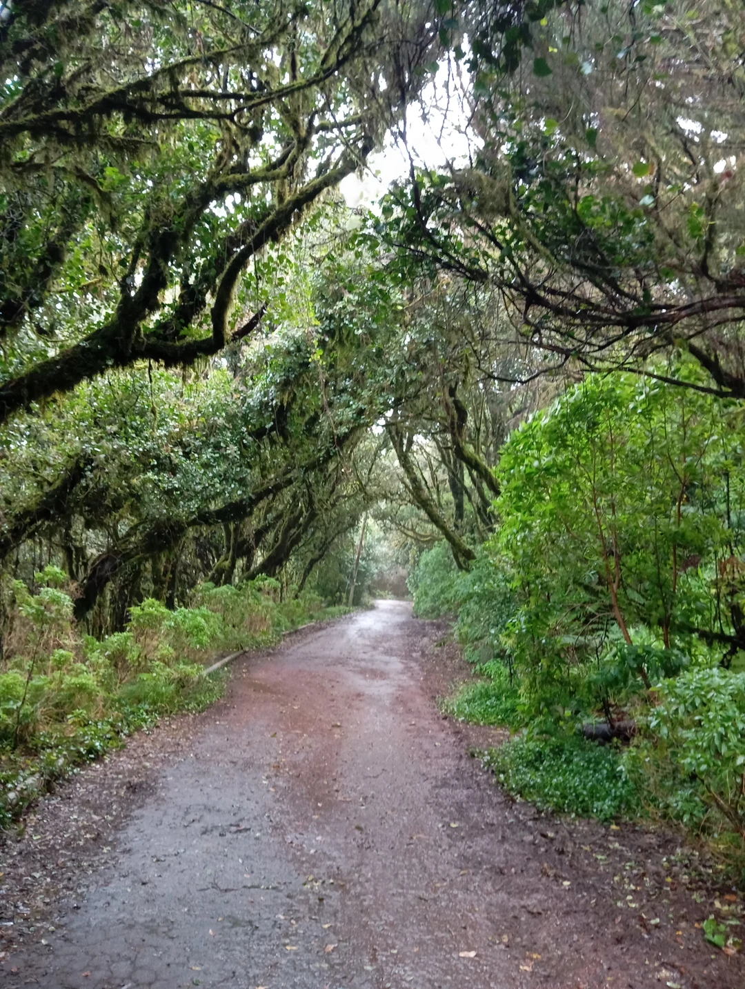 Сегодня мы были на обзорной экскурсии по Тенерифе с Константином. Поездка прошла спокойно и комфортно, маршрут