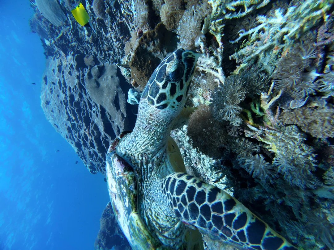 Дайвинг - мастхев в таких местах как Бали. Погружался много где, но без преувеличения скажу, что
