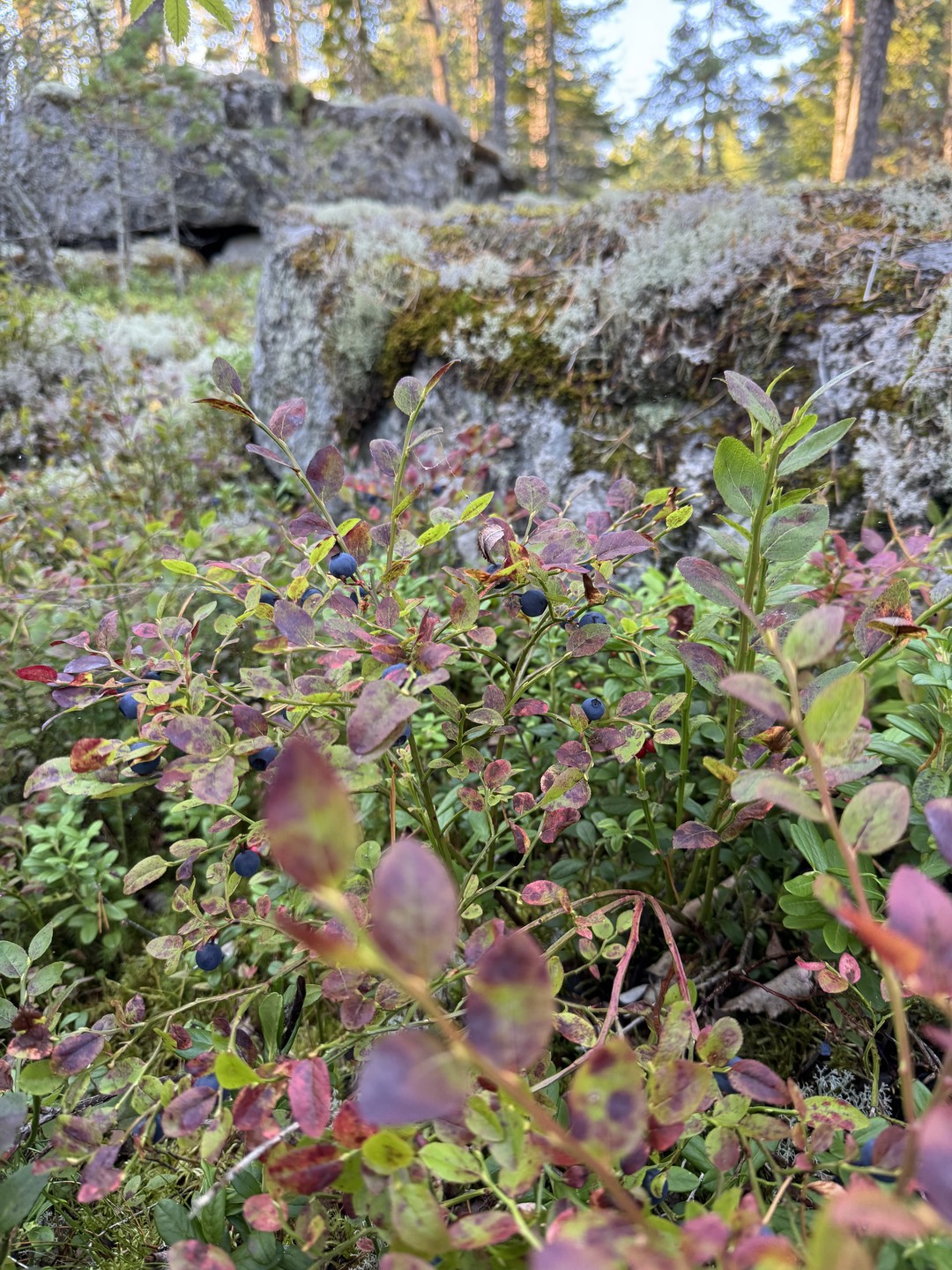Ладожские шхеры из Сортавалы: групповая прогулка на катере (Анна)