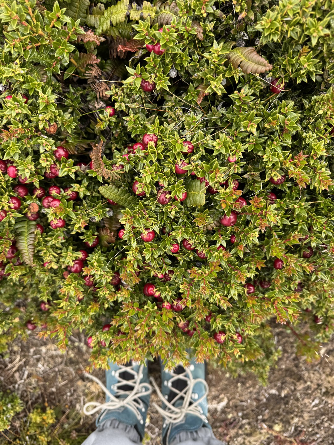 Благодарны Дмитрию за пунктуальность, заинтересованность в нашем комфорте, погружение в красоты Патагонии, внимательность к деталям и