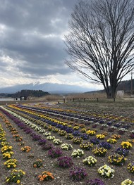 Фото отзыва 3: экскурсия "Фудзи — символ Японии"