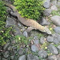Фото отзыва 2: экскурсия "Сердце Бали: живописные плантации, парк птиц и краски Убуда"