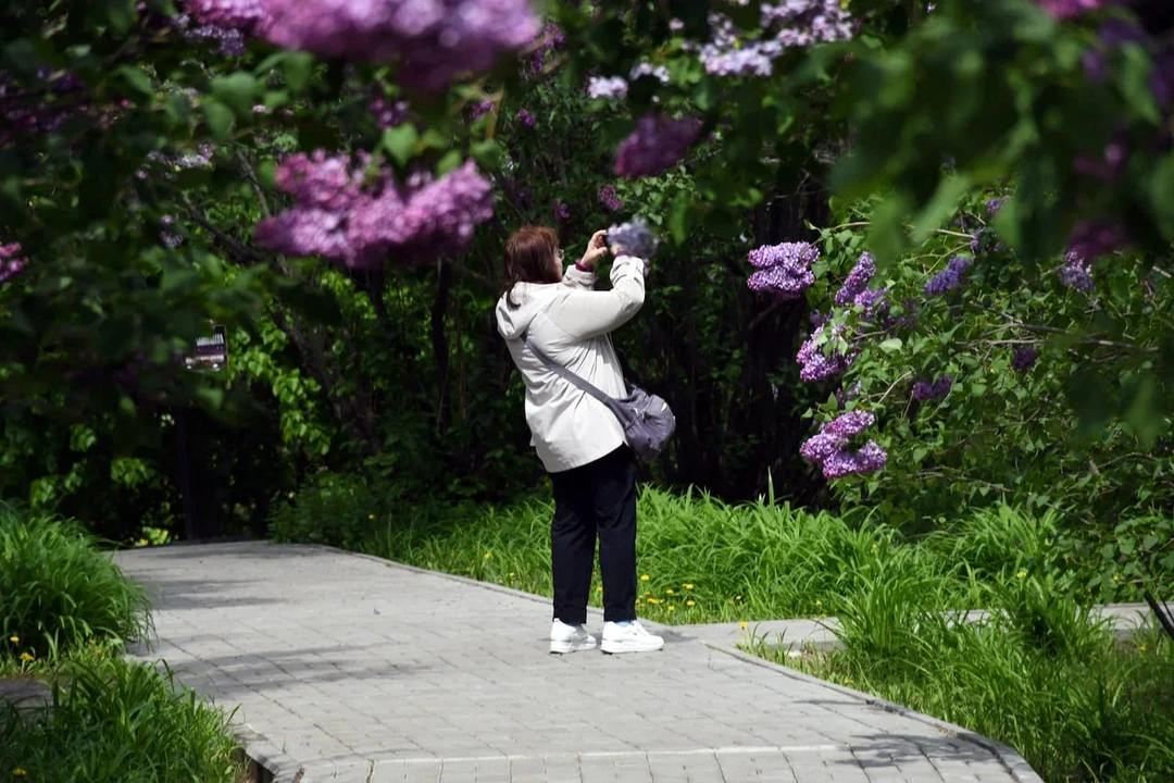 Сирень в&nbsp;Ивановке