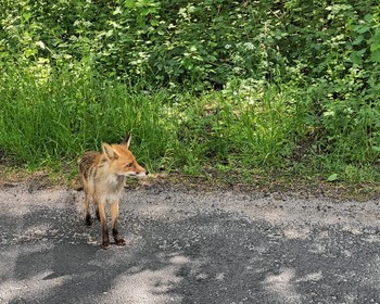 Куршская коса, Зеленоградск