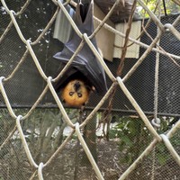 Фото отзыва 3: экскурсия "Зелёное сердце Маврикия"