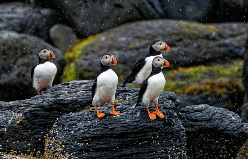 Навстречу гренландским китам: экспедиция к Шантарским островам с лекциями биологов