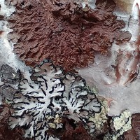 Фото отзыва 1: экскурсия "Водопады, тундра и голубые озёра Крайнего Севера: путешествие в мини-группе"