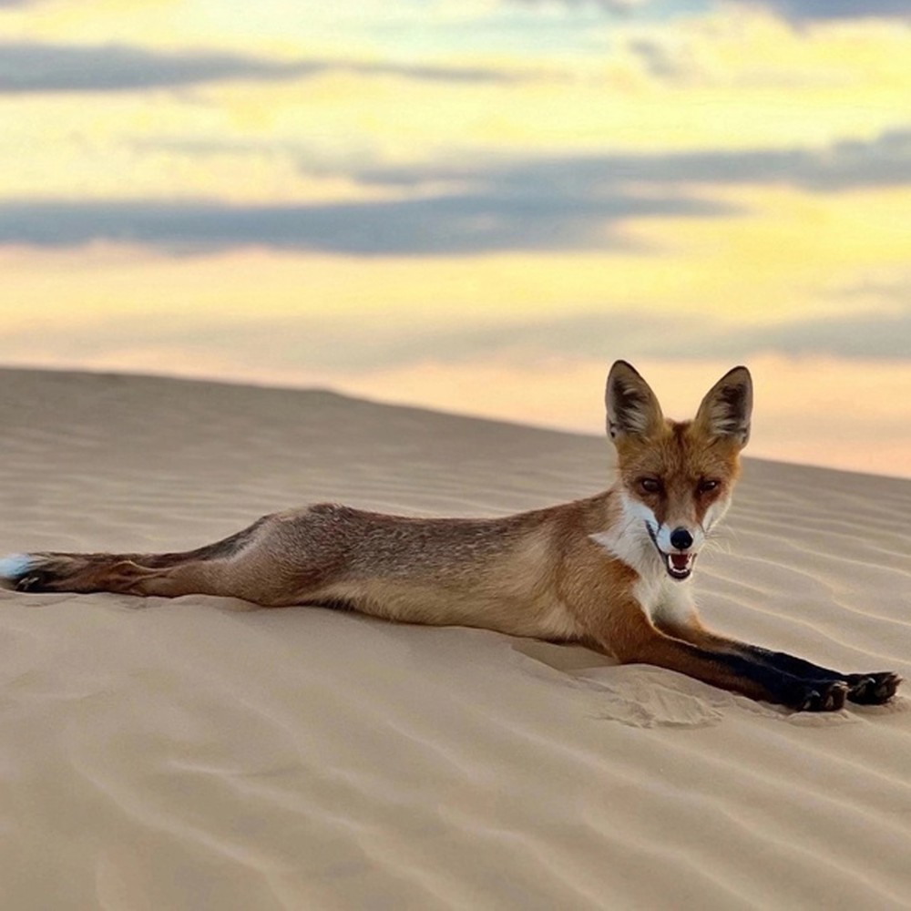 Фото 1 - Куршская коса из Зеленоградска для маленькой компании