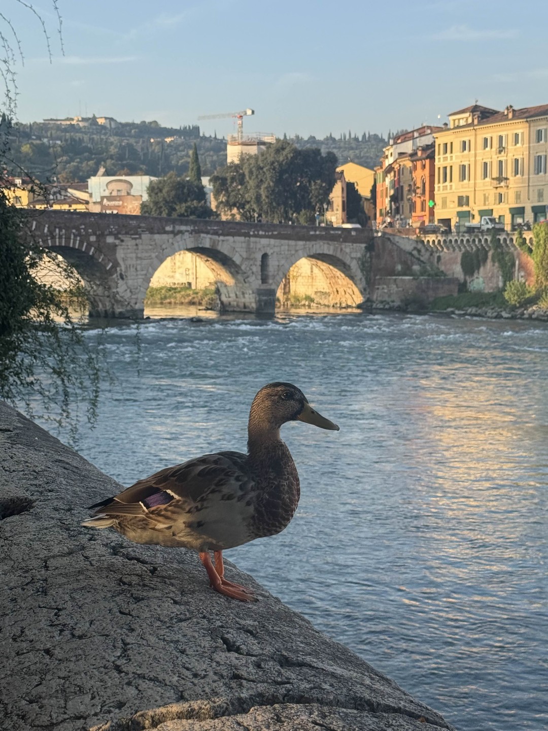 Лучший гид! Верона прекрасный город, но без Вадима мы бы столько не увидели и не узнали!