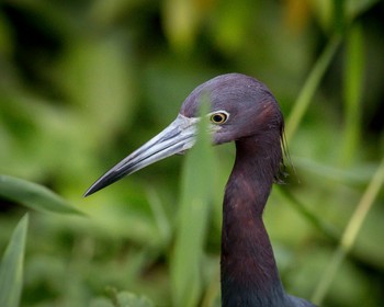 Национальный парк «Тортугеро»