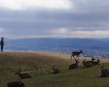 Прогулка по парку с оленями, храм Тодай-дзи и святилище Касуга тайся