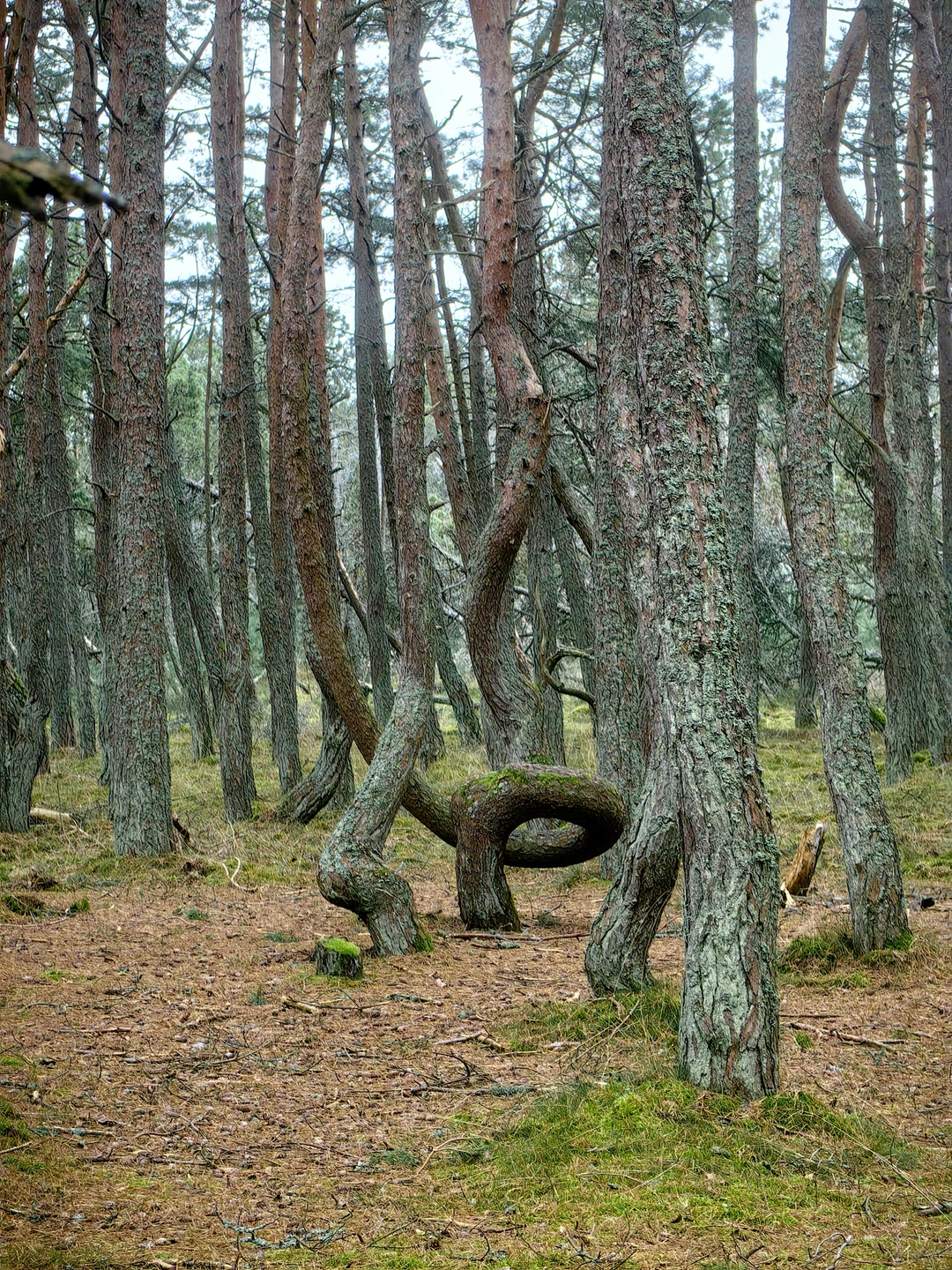 Очень нам повезло с Дмитрием. Рекомендуем всем однозначно