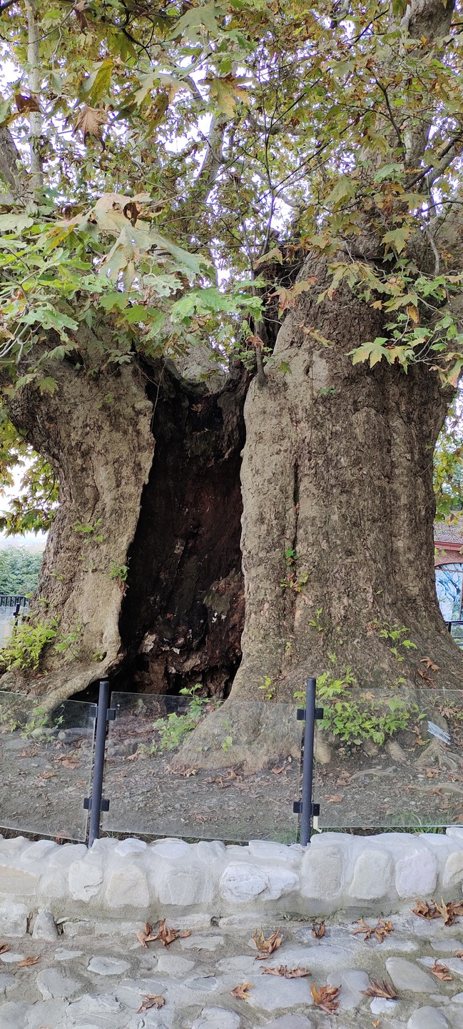 Самые яркие впечатления остались от экскурсии в Мцхету, Уплисцихе, Гори. Гид Арчи очень эрудированный, коммуникабельный, даёт