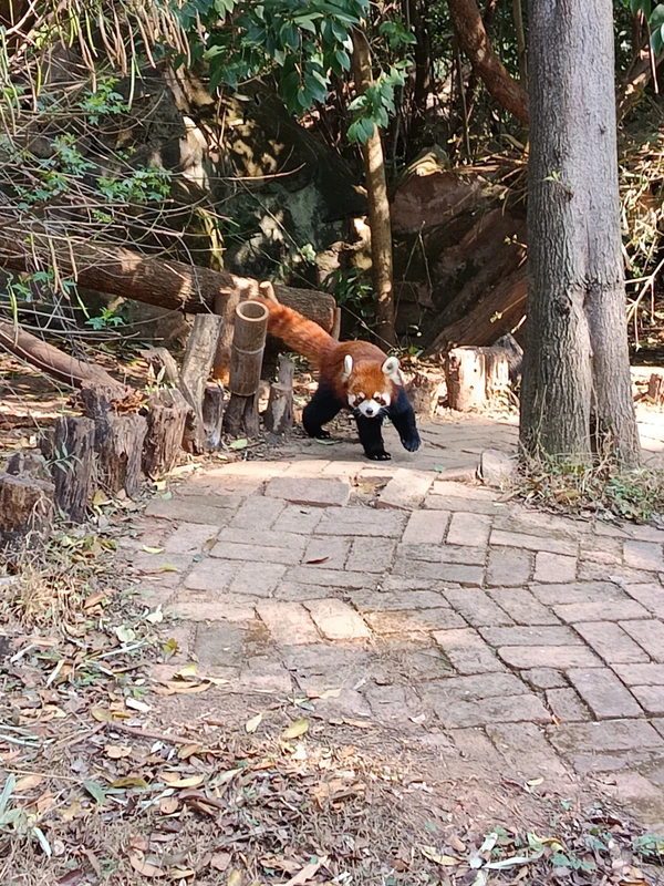 Чэнду между рейсами