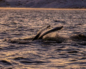 Путешествие в Териберку: морская прогулка, айс-флоатинг, кладбище кораблей