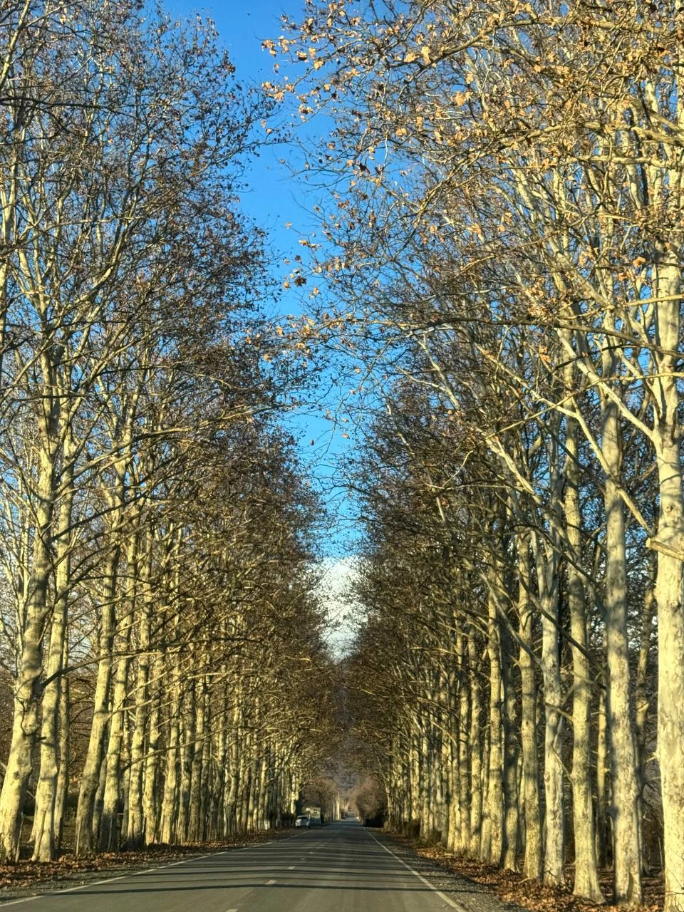 Очень красивый маршрут с интересным гидом, всегда готовым поддержать разговор или поделиться знаниями истории Грузии и региона