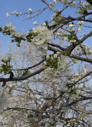 Фото отзыва 3: экскурсия "Лавандовая ферма в Самарканде"