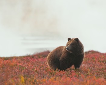 Прогулка по Кроноцкому заповеднику