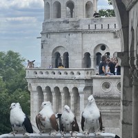 Фото отзыва 2: экскурсия "Будапешт как на ладони: семь лучших смотровых площадок Буды"