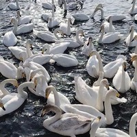 Фото отзыва 1: экскурсия "В гости к хаски и лебедям — из Горно-Алтайска"