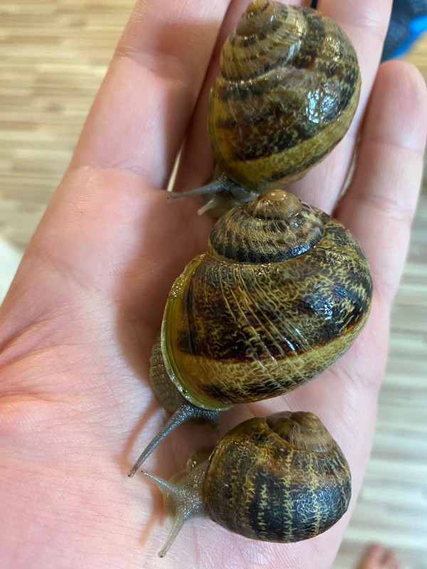 Виды Гастроэкскурсия по первой улиточной ферме в Адлерском районе (всё включено)