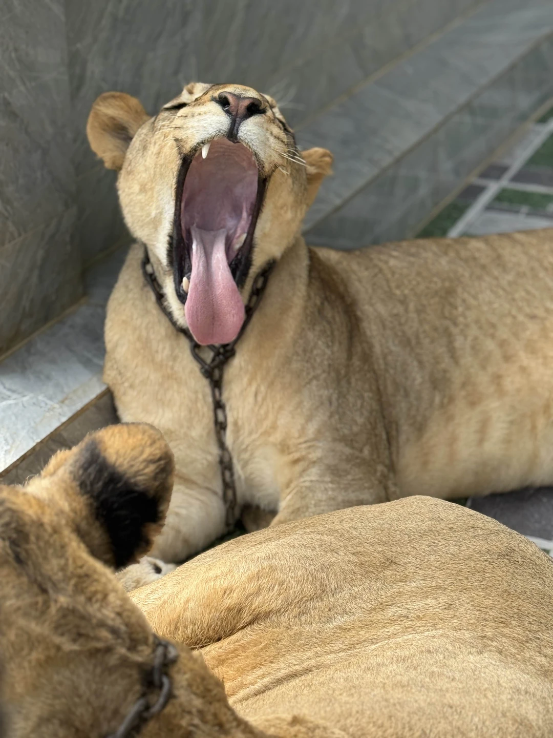 Из Нячанга - в Далат, самый европейский город Юго-Восточной Азии (Ольга)