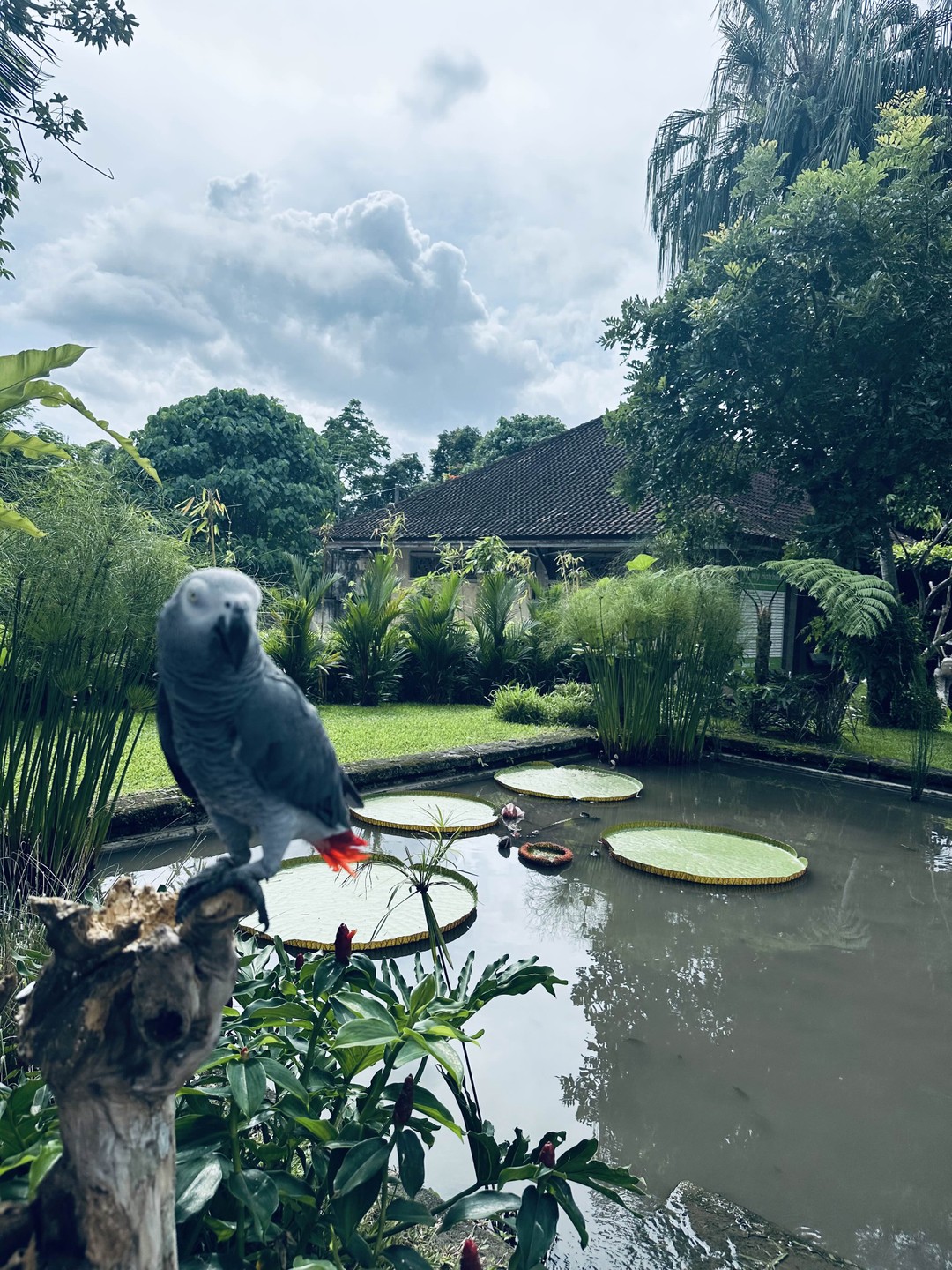 Сердце Бали: живописные плантации, парк птиц и краски Убуда (Venera)