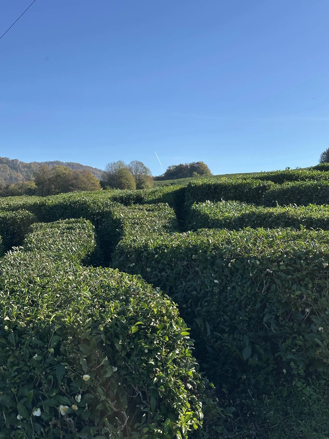 Мой идеальный день в Сочи сложился! Совпало всё - погода, настроение, природа. С Денисом было комфортно