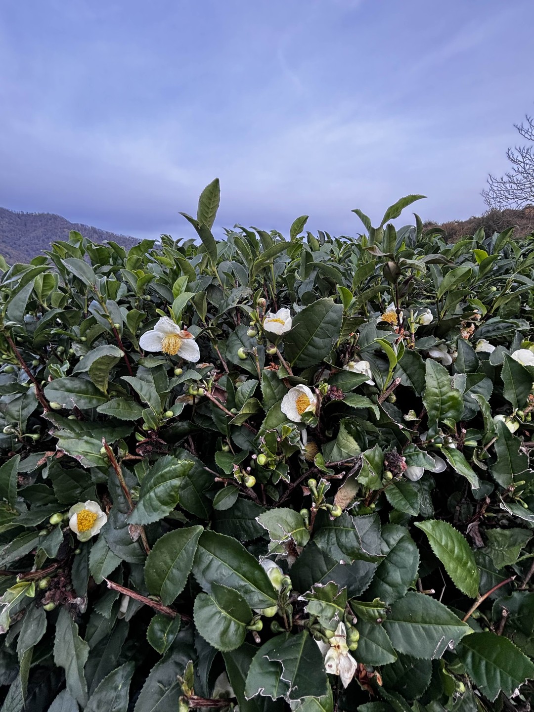 Экскурсия прошла на одном дыхании. Антон очень приятный человек и грамотный гид, а его знания в области ботаники никого не оставят равнодушным
