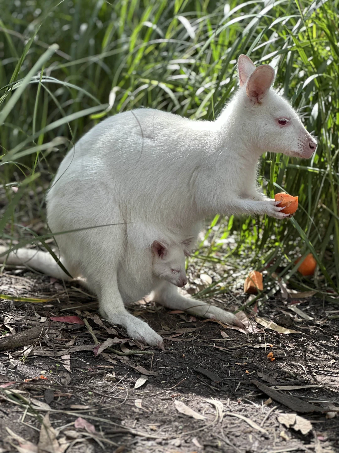 Экскурсия абсолютно достойна внимания! Очень много остановок в красивых местах, ну и конечно напоследок 12 апостолов🤩это