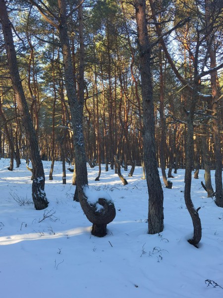 Замечательная экскурсия по Куршской косе! Отдельный восторг — наш гид Святослав. Такого заряда энергии и любви