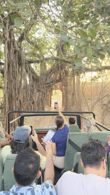 Индивидуальный тур из Дели в парк тигров «Рантхамбор» с сафари