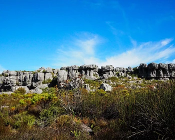 Крепость Доброй Надежды, Сады Компании и подъём на Столовую гору