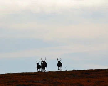 Иоканга - Лумбовка - Городецкая Сирена - Поной