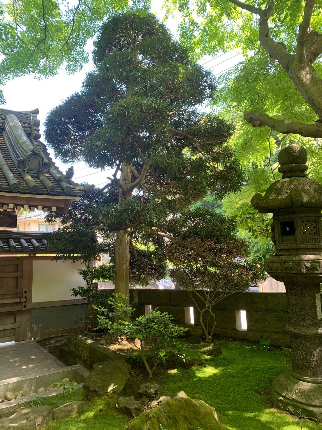 Незабываемая Камакура!!! Благодарим Аэлиту за этот чудесный день, за содержательную экскурсию, за теплое общение. Очень понравилось!