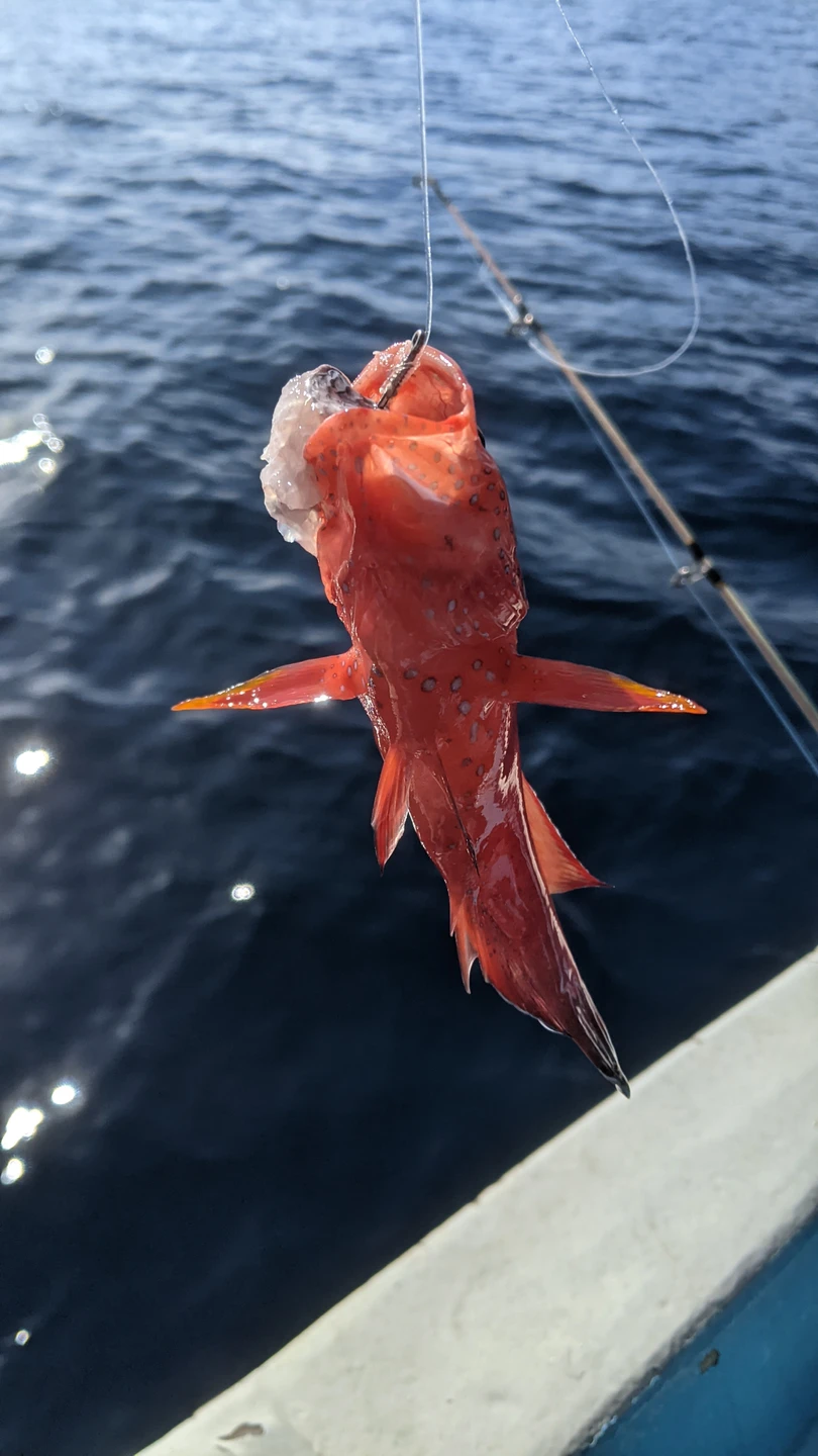 Морская рыбалка из Шарм-эль-Шейха (Sergey)